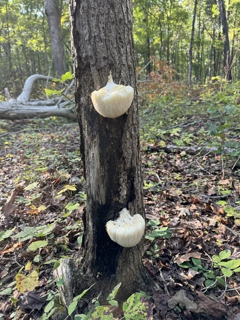 Lion's Mane (Hericium erinaceus) photo 2