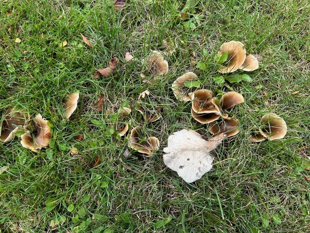 Shoehorn Oyster (Hohenbuehelia petaloides) photo 2