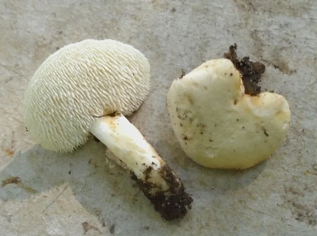 White Hedgehog (Hydnum albidum) photo 2
