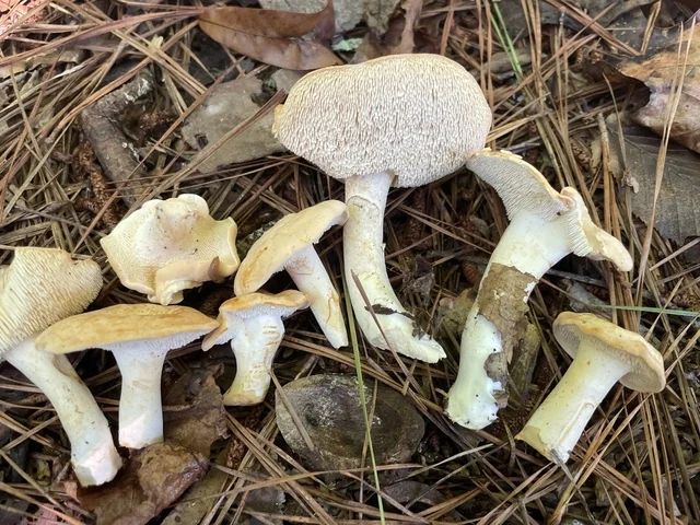 Sweet Tooth (Hydnum repandum) photo 2