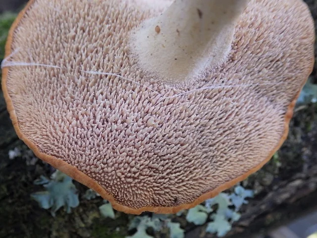 Terracotta Hedgehog (Hydnum rufescens) photo 2