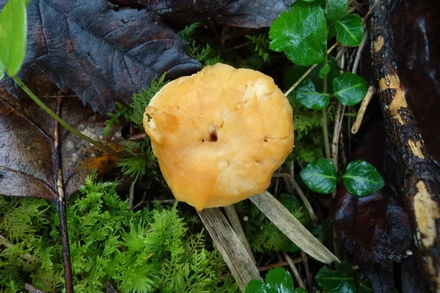 Depressed Hedgehog (Hydnum umbilicatum) photo 2