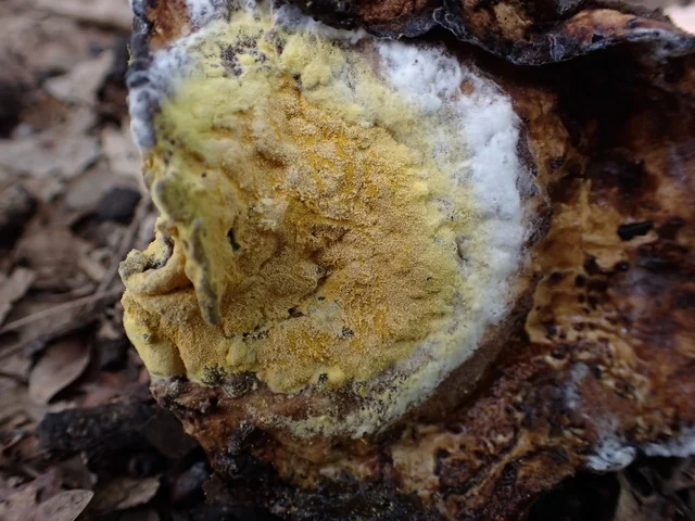 Bolete Eater (Hypomyces chrysospermus) photo 2