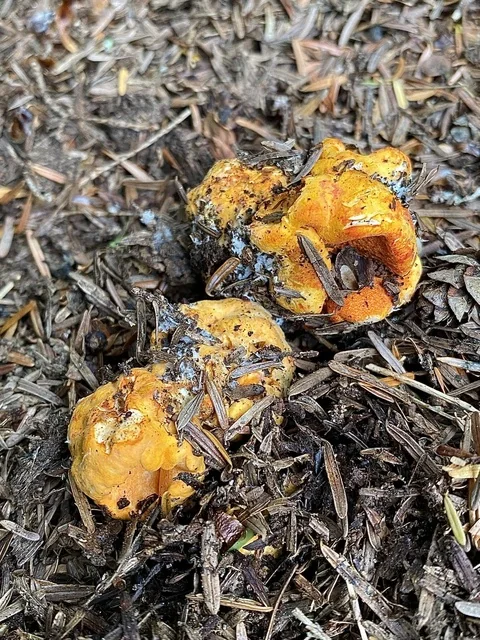 Lobster Mushroom (Hypomyces lactifluorum) photo 2