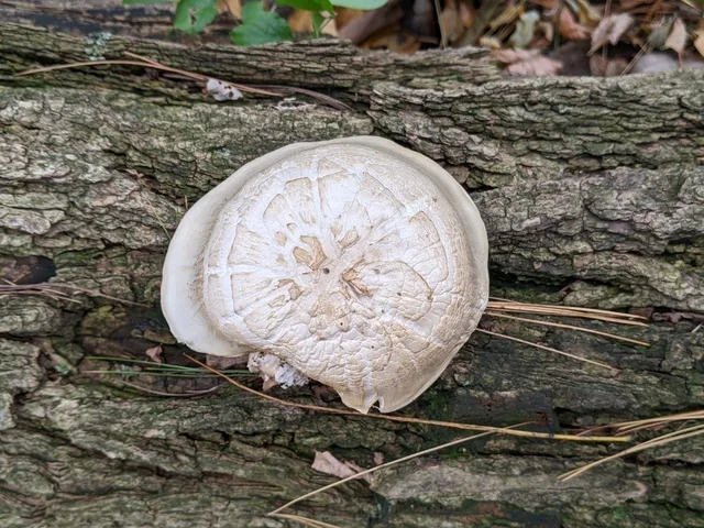 Elm Oyster (Hypsizygus ulmarius) photo 2