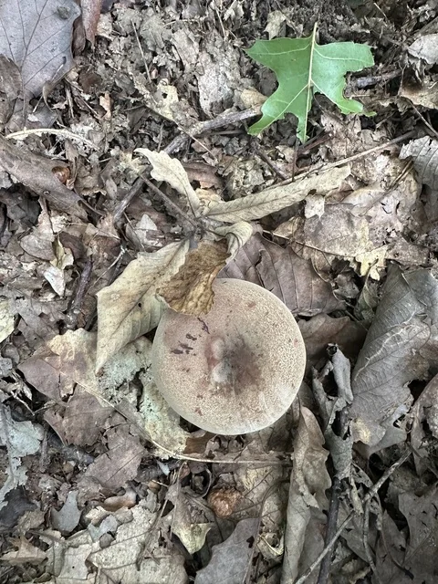 Corrugated Milk Cap (Lactifluus corrugis) photo 2