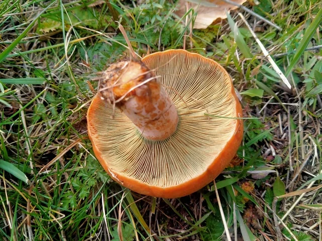 Saffron Milk Cap (Lactarius deliciosus) photo 2