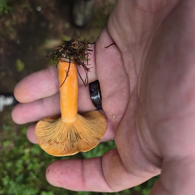 False Saffron Milk Cap (Lactarius deterrimus) photo 2