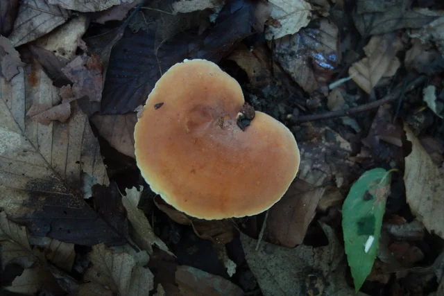 Hygrophorus-like Milk Cap (Lactifluus hygrophoroides) photo 2