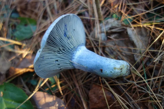 Indigo Milk Cap (Lactarius indigo) photo 2