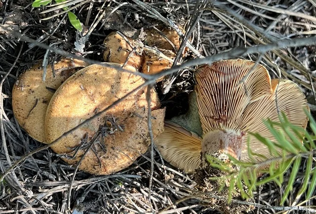 Bleeding Milk Cap (Lactarius rubrilacteus) photo 2