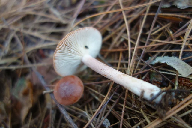 Red Hot Milk Cap (Lactarius rufus) photo 2