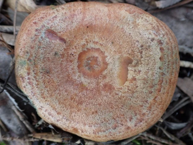 Bloody Milk Cap (Lactarius sanguifluus) photo 2