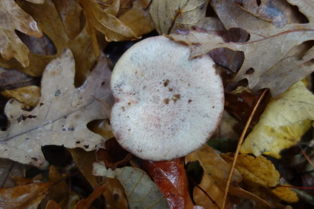 Subdulcis Group Milk Cap (Lactarius subpurpureus) photo 2