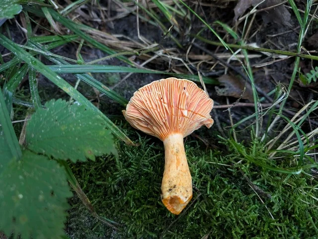Aromatic Milk Cap (Lactarius thyinos) photo 2