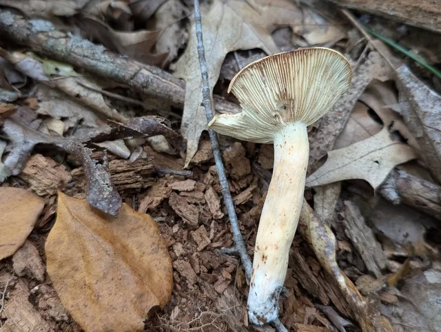 Bradley (Lactifluus volemus) photo 2