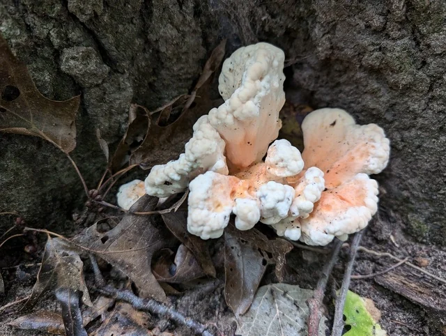 White-pored Chicken of the Woods (Laetiporus cincinnatus) photo 2