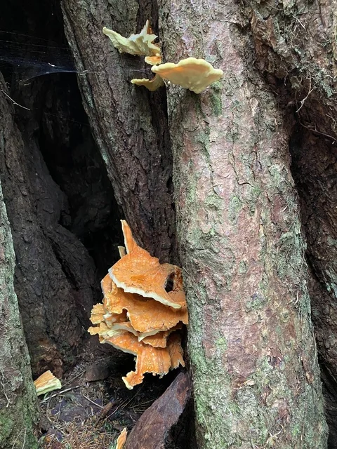 Chicken of the Woods (Laetiporus conifericola) photo 2