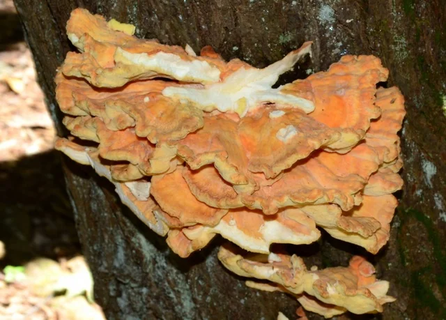 Chicken of the Woods (Laetiporus huroniensis) photo 2