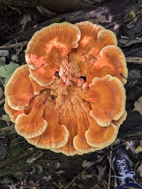 Chicken of the Woods (Laetiporus sulphureus) photo 2