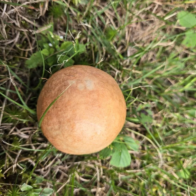 Red-capped Scaber Stalk (Leccinum aurantiacum) photo 2