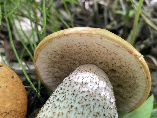 Aspen Scaber Stalk (Leccinum insigne) photo 2