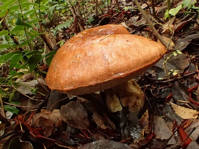 Manzanita Bolete (Leccinum manzanitae) photo 2