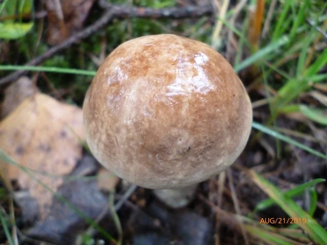Birch Bolete (Leccinum scabrum) photo 2