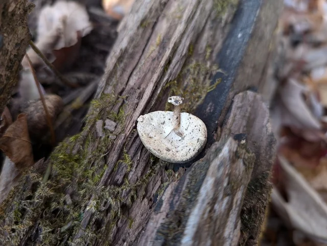 Tiger Sawgill (Lentinus tigrinus) photo 2