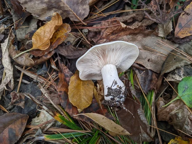 Flowery Blewit (Lepista irina) photo 2