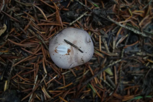Wood Blewit (Lepista nuda) photo 2