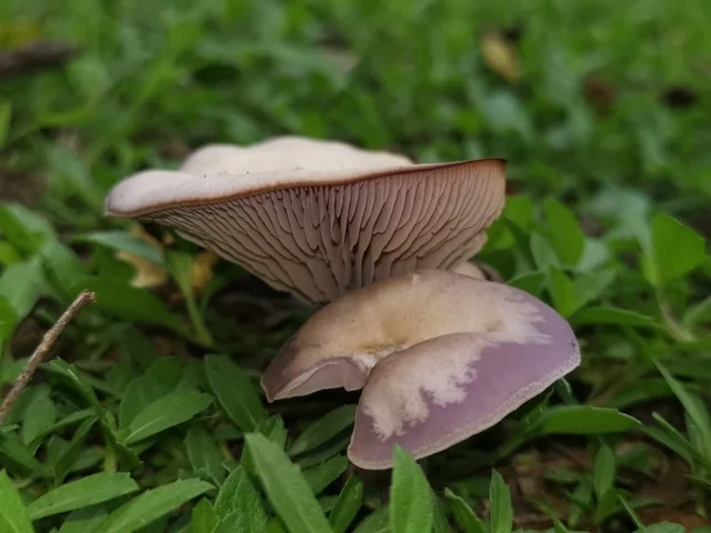 Sordid Blewit (Lepista sordida) photo 2