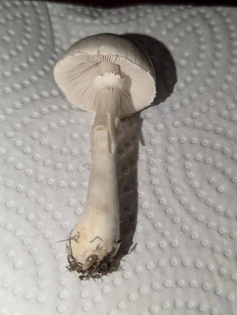Smooth Parasol (Leucoagaricus leucothites) photo 2