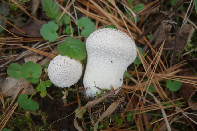 Gem-studded Puffball (Lycoperdon perlatum) photo 2