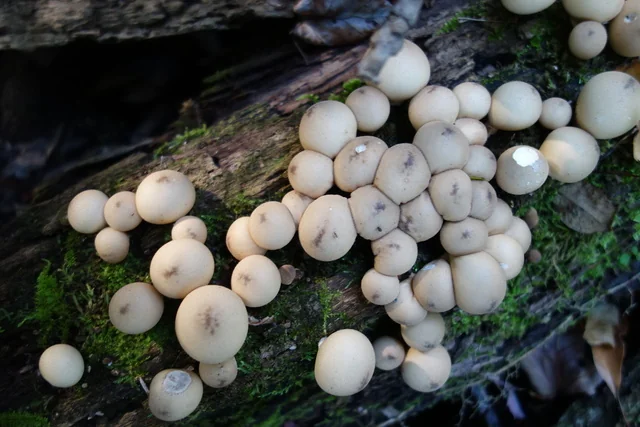 Pear-shaped Puffball (Lycoperdon pyriforme) photo 2