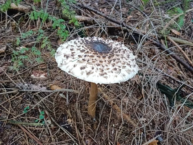 Parasol Mushroom (Macrolepiota procera) photo 2
