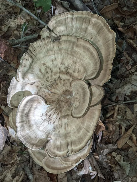 Black-staining Polypore (Meripilus sumstinei) photo 2