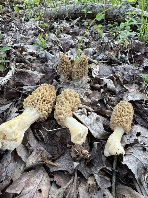Yellow Morel (Morchella americana) photo 2