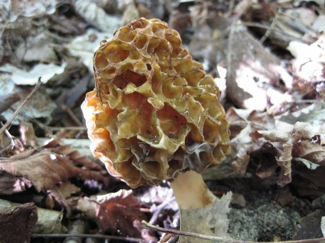 Common Morel (Morchella esculenta) photo 2