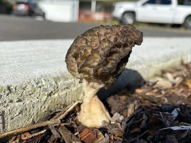 Landscape Morel (Morchella importuna) photo 2