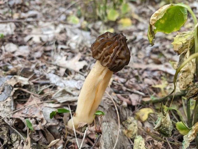 Half-free Morel (Morchella punctipes) photo 2