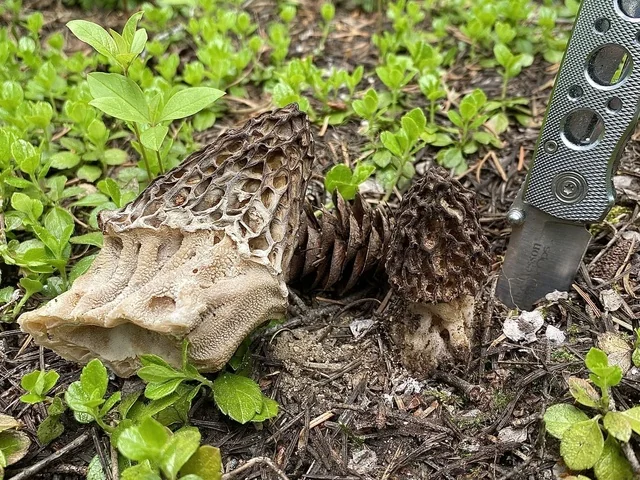 Snyder's Morel (Morchella snyderi) photo 2