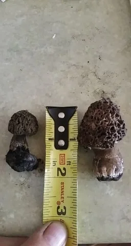 Gray Morel (Morchella tomentosa) photo 2