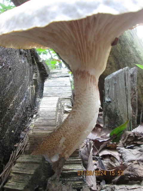 Train Wrecker (Neolentinus lepideus) photo 2