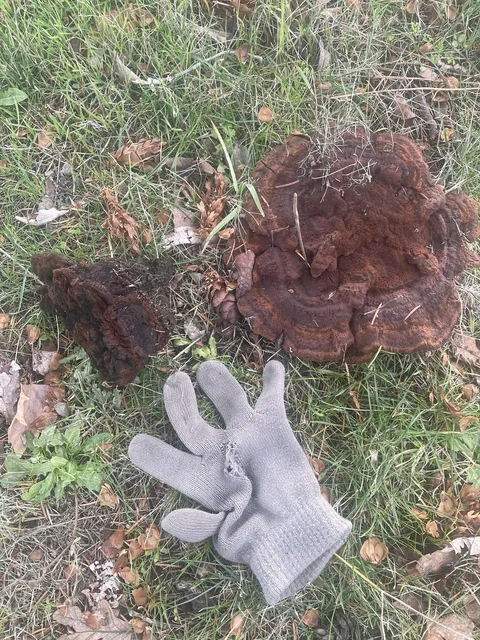 Dyer's Polypore (Phaeolus schweinitzii) photo 2