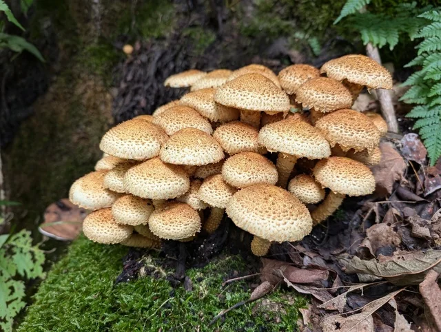 Shaggy Scalycap (Pholiota squarrosa) photo 2