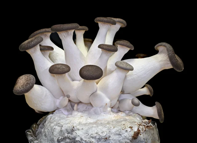 King Trumpet (Pleurotus eryngii) photo 2