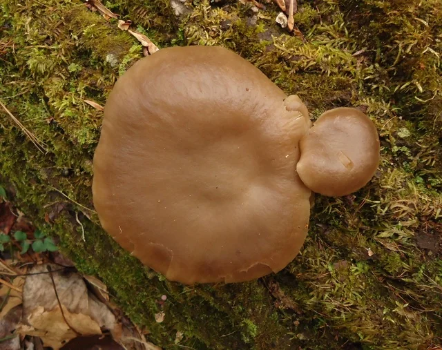 Oyster Mushroom (Pleurotus ostreatus) photo 2