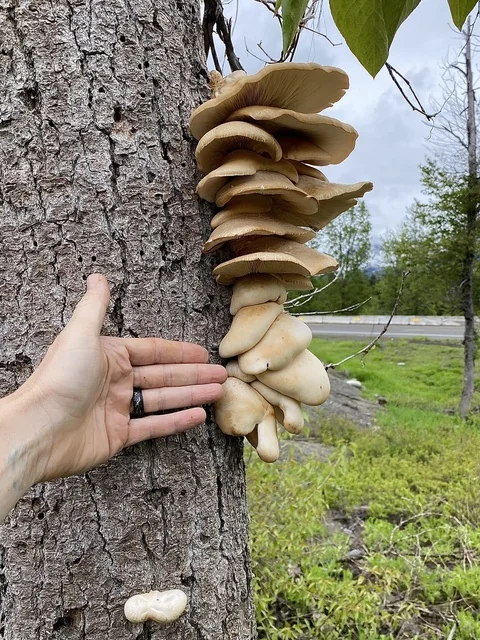 Aspen Oyster (Pleurotus populinus) photo 2