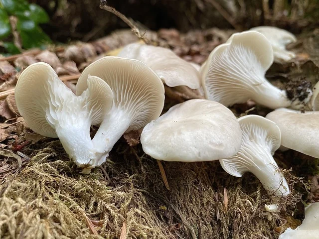 Phoenix Oyster (Pleurotus pulmonarius) photo 2